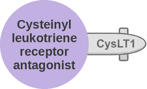 Cysteinyl leukotriene receptor antagonist — mechanism peg (Ballicules)