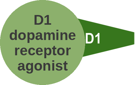 D1 dopamine receptor agonist — mechanism peg (Ballicules)