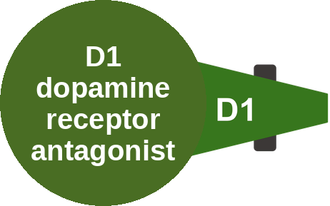 D1 dopamine receptor antagonist — mechanism peg (Ballicules)
