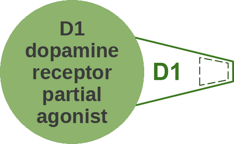 D1 dopamine receptor partial agonist — mechanism peg (Ballicules)