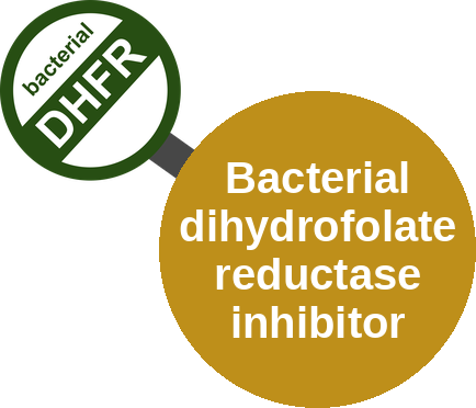 Bacterial dihydrofolate reductase inhibitor — mechanism peg (Ballicules)