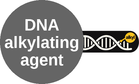 DNA alkylating agent — mechanism peg (Ballicules)