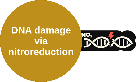 DNA damage via nitroreduction — mechanism peg (Ballicules)