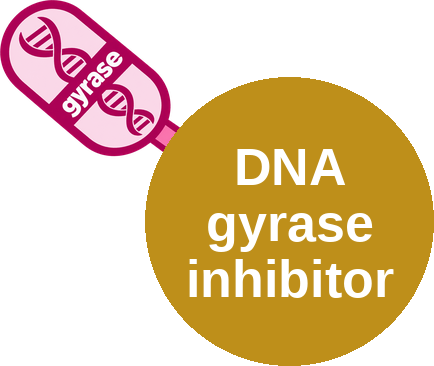 DNA gyrase inhibitor — mechanism peg (Ballicules)