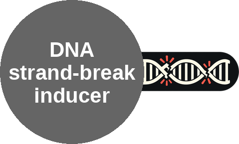DNA strand-break inducer — mechanism peg (Ballicules)