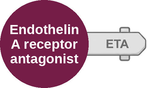 Endothelin A receptor antagonist — mechanism peg (Ballicules)