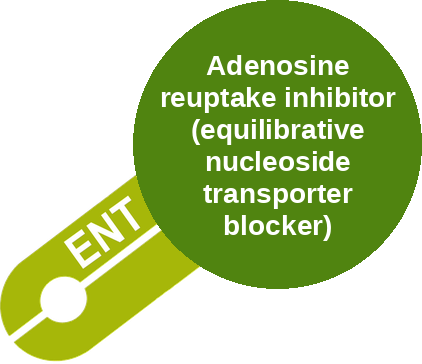 Adenosine reuptake inhibitor (equilibrative nucleoside transporter blocker) — mechanism peg (Ballicules)
