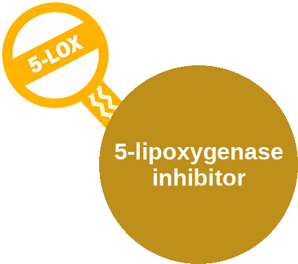 5-lipoxygenase inhibitor — mechanism peg (Ballicules)