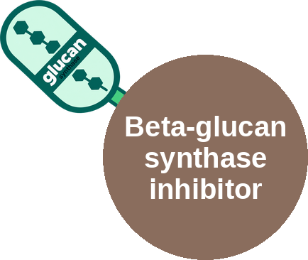 Beta-glucan synthase inhibitor — mechanism peg (Ballicules)
