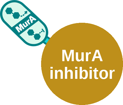MurA inhibitor — mechanism peg (Ballicules)