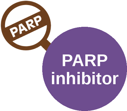 PARP inhibitor — mechanism peg (Ballicules)