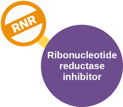 Ribonucleotide reductase inhibitor — mechanism peg (Ballicules)