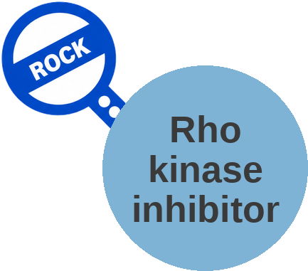 Rho kinase inhibitor — mechanism peg (Ballicules)
