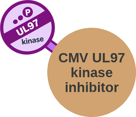 CMV UL97 kinase inhibitor — mechanism peg (Ballicules)
