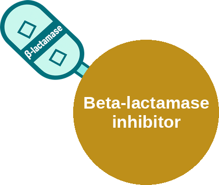 Beta-lactamase inhibitor — mechanism peg (Ballicules)