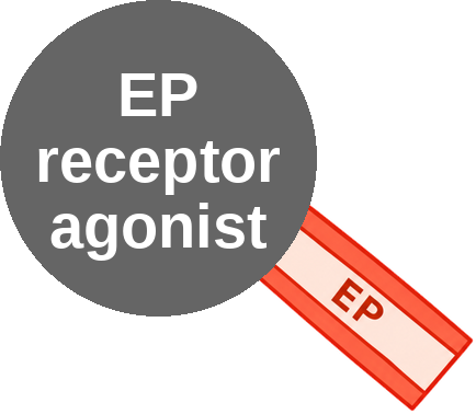 EP receptor agonist — mechanism peg (Ballicules)