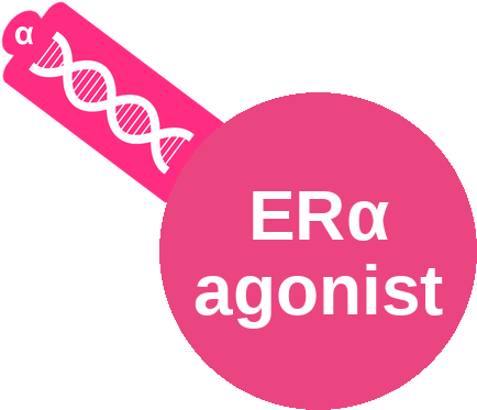 Estrogen receptor alpha (ERα) agonist — mechanism peg (Ballicules)