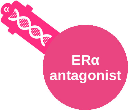 Estrogen receptor alpha (ERα) antagonist — mechanism peg (Ballicules)