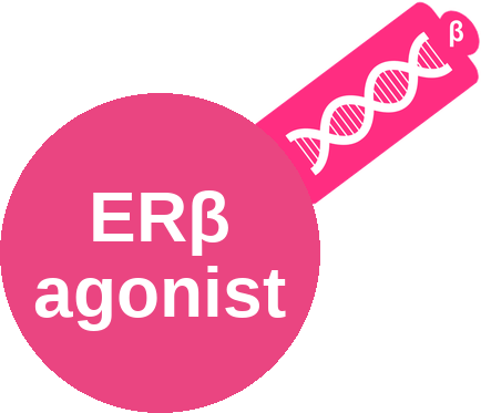 Estrogen receptor beta (ERβ) agonist — mechanism peg (Ballicules)