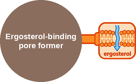 Ergosterol-binding pore former — mechanism peg (Ballicules)