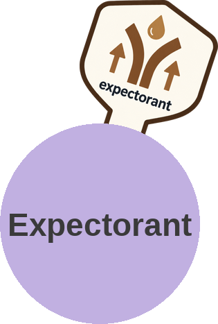Expectorant (thins and mobilizes airway secretions) — mechanism peg (Ballicules)