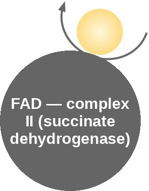FAD cofactor: Complex II — mechanism peg (Ballicules)