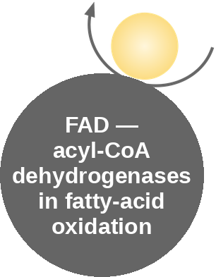 FAD cofactor: acyl-CoA dehydrogenases — mechanism peg (Ballicules)