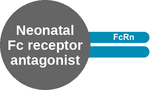 Neonatal Fc receptor antagonist — mechanism peg (Ballicules)