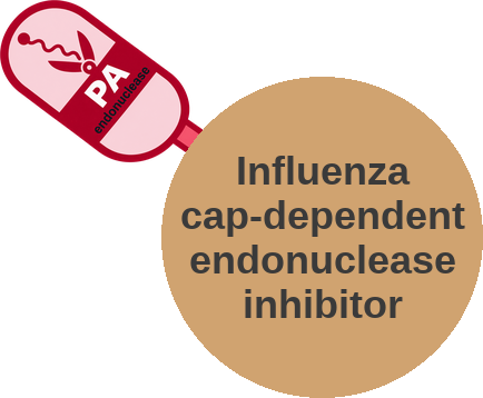 Influenza cap-dependent endonuclease inhibitor — mechanism peg (Ballicules)