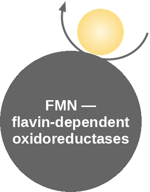 FMN cofactor: oxidoreductases — mechanism peg (Ballicules)