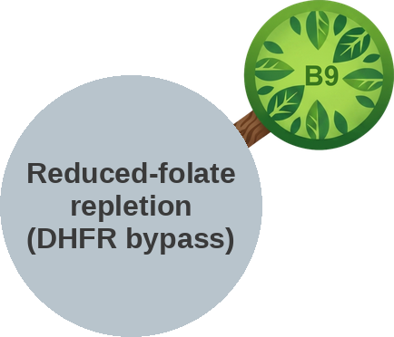 Reduced folate repletion — mechanism peg (Ballicules)