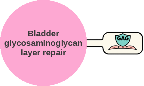Bladder glycosaminoglycan layer repair — mechanism peg (Ballicules)
