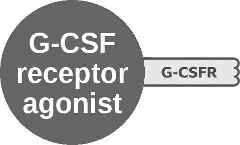 G-CSF receptor agonist — mechanism peg (Ballicules)