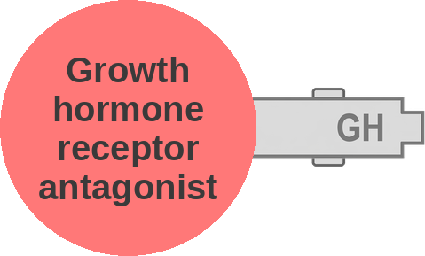 Growth hormone receptor antagonist — mechanism peg (Ballicules)