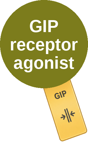 GIP receptor agonist — mechanism peg (Ballicules)