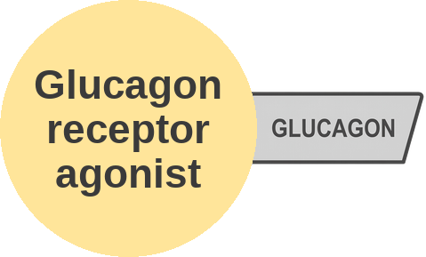 Glucagon receptor agonist — mechanism peg (Ballicules)