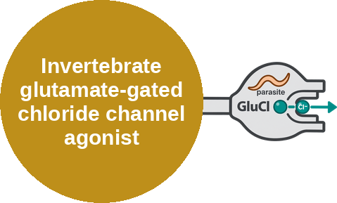 Invertebrate glutamate-gated chloride channel agonist — mechanism peg (Ballicules)