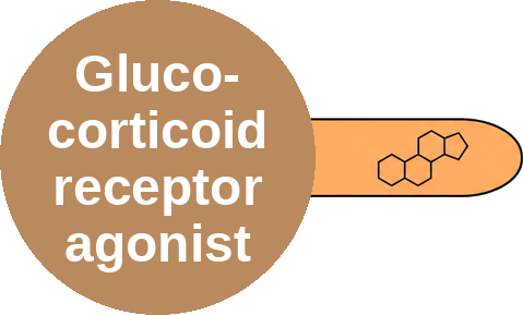 Glucocorticoid receptor agonist — mechanism peg (Ballicules)