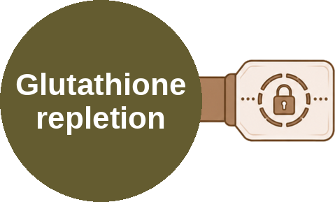 Glutathione repletion — mechanism peg (Ballicules)
