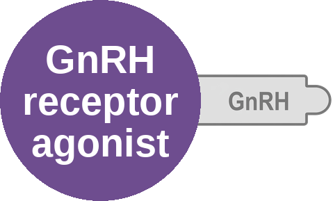 GnRH receptor agonist — mechanism peg (Ballicules)