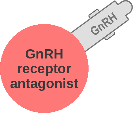 GnRH receptor antagonist — mechanism peg (Ballicules)