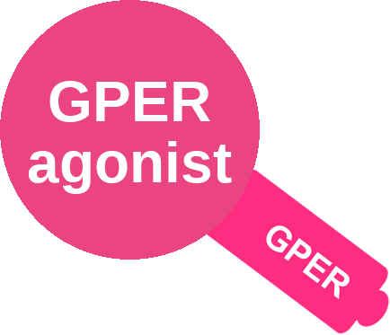 G protein-coupled estrogen receptor (GPER) agonist — mechanism peg (Ballicules)