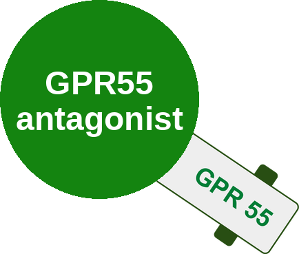 GPR55 antagonist — mechanism peg (Ballicules)