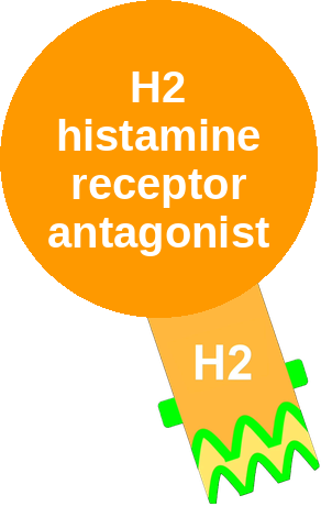 H2 histamine receptor antagonist — mechanism peg (Ballicules)