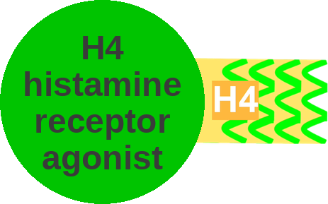 H4 histamine receptor agonist — mechanism peg (Ballicules)