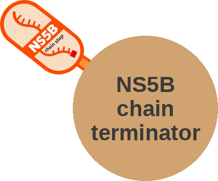 HCV NS5B polymerase inhibitor — nucleotide chain terminator — mechanism peg (Ballicules)