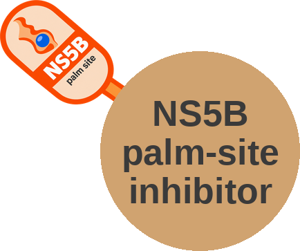 HCV NS5B polymerase inhibitor — non-nucleoside (palm site) — mechanism peg (Ballicules)