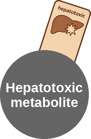 Hepatotoxic metabolite — mechanism peg (Ballicules)