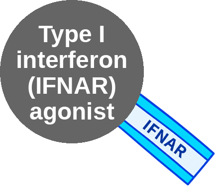 Type I interferon (IFNAR) receptor agonist — mechanism peg (Ballicules)