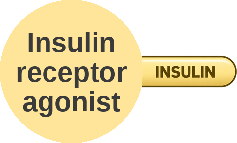 Insulin receptor agonist — mechanism peg (Ballicules)